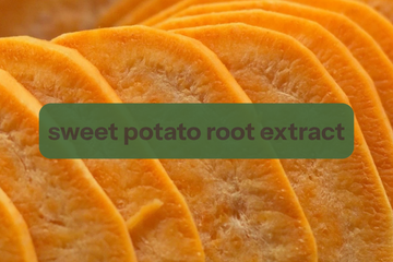 Close-up of sliced sweet potatoes with a dark green rounded text banner across the center reading 'sweet potato root extract'.